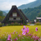 白川郷偏　秋桜と合掌