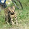 相島の猫①