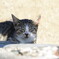 相島の猫③
