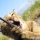 相島の猫④
