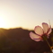 秋桜