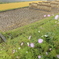 花のある田んぼ