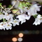 夜桜と晩酌