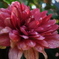 菊の花