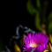 The flower in the dark
