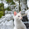 ねこ寺