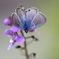 花びらのように