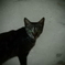 今、猫があなたを見つめています