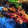 Gradation.