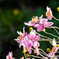 花と蜂(2)
