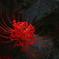 曼珠沙華