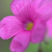 クローバーの花