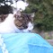 猫の島