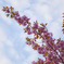 八重桜　空を見る