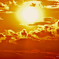 the shine of sunset