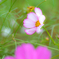 　花粉のドレスを纏う　君　－わたしはムリ　花粉症だからー