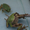 ウマウマ