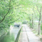 哲学的散歩道