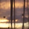 夕日