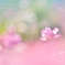 愛の芳香