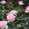 日比谷公園 秋薔薇