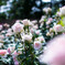 ピンクのお花