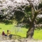 熊本城の桜にて