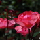 薔薇