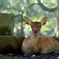 Bambi