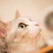 猫カフェ