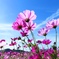 Blue Sky Blue