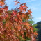 さも紅葉