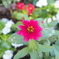 公園の花