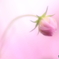 秋桜