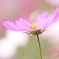 秋桜♪