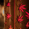 紅葉の光