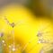 Yellowハート
