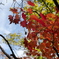 紅葉谷の色