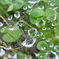 蜘蛛の巣と雫