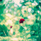 red rose