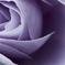 最後の薔薇
