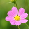 かわいいピンクのお花