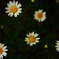 little garden