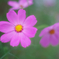 秋桜