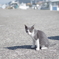島の子猫