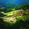 丸山千枚田　TiltShiftGen