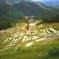 丸山千枚田2　TiltShiftGen