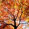 紅葉速報：奥日光湯滝付近の木道傍の楓