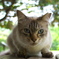 S公園猫30