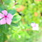 お庭の花
